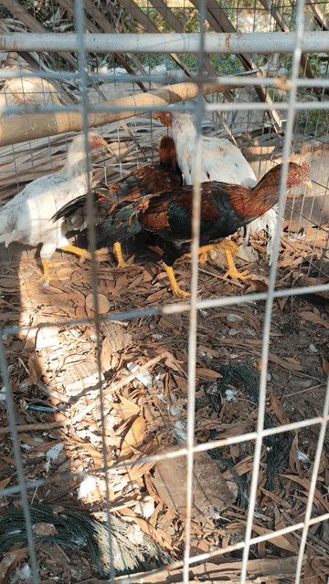Gà trống 6 tháng Đỏ đen. Mua bán Gà tại Huyện Nhơn Trạch Đồng Nai được đăng bởi Trần Văn Linh hình 1