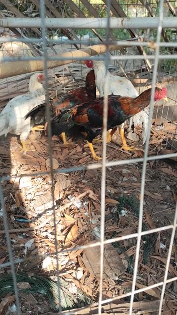 Gà trống 6 tháng Đỏ đen. Mua bán Gà tại Huyện Nhơn Trạch Đồng Nai được đăng bởi Trần Văn Linh hình 1