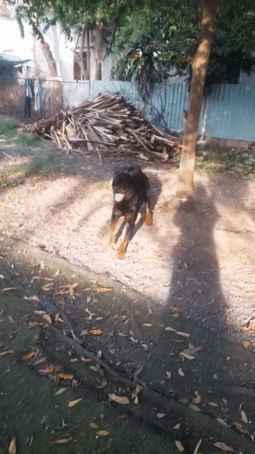 Chó Rottweiler Đen vàng Đực. Mua bán Chó tại Thành phố Thủ Đức Tp Hồ Chí Minh được đăng bởi Phan Đức  hình 1