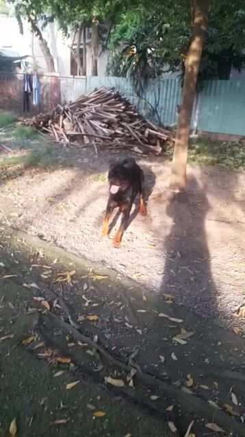 Chó Rottweiler Đen vàng Đực. Mua bán Chó tại Thành phố Thủ Đức Tp Hồ Chí Minh được đăng bởi Phan Đức  hình 1