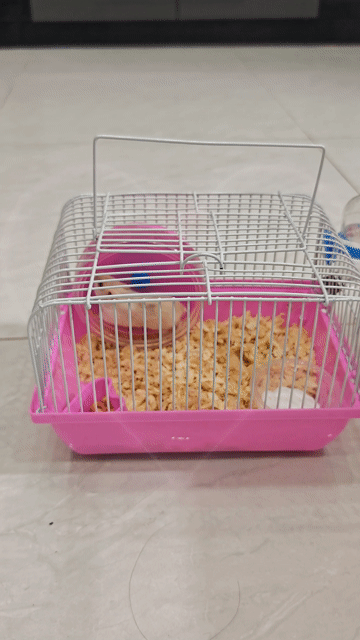 Chuột Hamster + Lồng mới mua full phụ kiện . Mua bán Thú cưng khác tại Huyện Hòa Thành Tây Ninh được đăng bởi Lee Phan hình 1