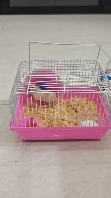 Chuột Hamster + Lồng mới mua full phụ kiện . Mua bán Thú cưng khác tại Huyện Hòa Thành Tây Ninh được đăng bởi Lee Phan hình 1