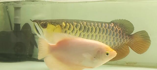 Cá Kim Long Bối Blue 42cm màu Blue. Mua bán Thú cưng khác tại Quận 12 Tp Hồ Chí Minh được đăng bởi Trung Thành  hình 1