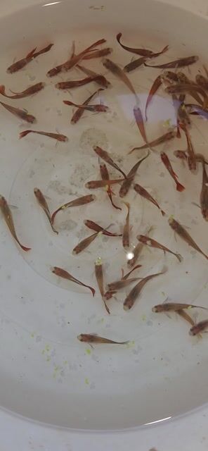 Cá Hà Lan thả hồ đất. Mua bán Thú cưng khác tại Quận Ngũ Hành Sơn Đà Nẵng được đăng bởi nhật hình 1