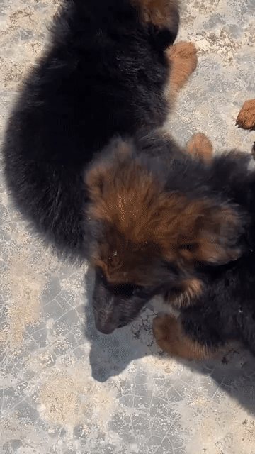 Chó Becgie Đen Nâu 5-6kg đã tiêm. Mua bán Chó tại Quận Bình Tân Tp Hồ Chí Minh được đăng bởi Nguyễn Hồng quan hình 1