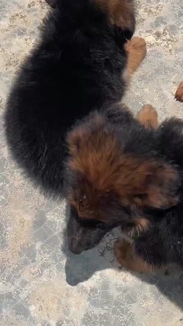 Chó Becgie Đen Nâu 5-6kg đã tiêm. Mua bán Chó tại Quận Bình Tân Tp Hồ Chí Minh được đăng bởi Nguyễn Hồng quan hình 1