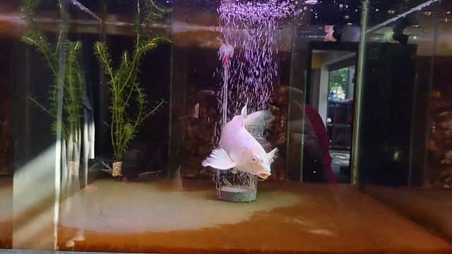 Cá chép phi tần 28cm Trắng. Mua bán Thú cưng khác tại Quận Cẩm Lệ Đà Nẵng được đăng bởi Hồ Duy Trung hình 1