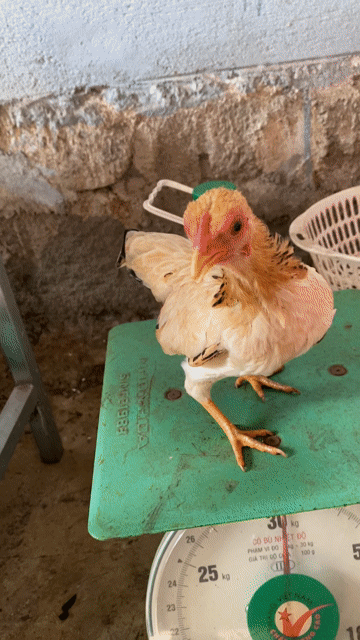 Gà tre Nâu vàng. Mua bán Gà tại Thành phố Buôn Ma Thuột Đắk Lắk được đăng bởi Nguyễn Duy Phương hình 1
