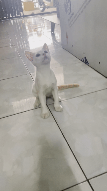Mèo con đực Trắng vàng. Mua bán Mèo tại Huyện Đức Hòa Long An được đăng bởi Luc hình 1