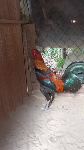 Gà trống Asil Mỹ Que đỏ 4kg 10 tháng Chân trắng. Mua bán Gà tại Huyện Cái Nước Cà Mau được đăng bởi Chiến Kê Các loại  hình 1