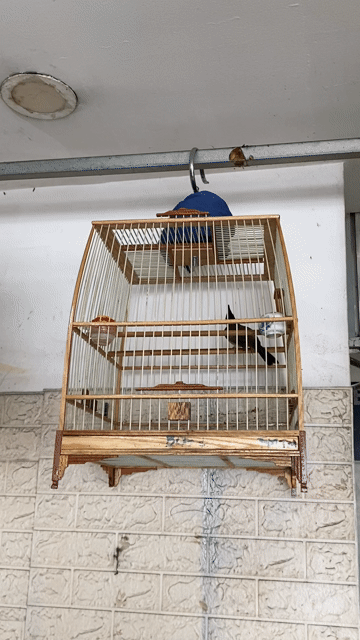 Chim chào mào khỏe mạnh nhanh nhẹn. Mua bán Chim tại Quận Gò Vấp Tp Hồ Chí Minh được đăng bởi Lê viết toàn hình 1