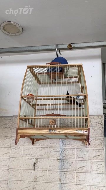 Chim chào mào khỏe mạnh nhanh nhẹn. Mua bán Chim tại Quận Gò Vấp Tp Hồ Chí Minh được đăng bởi Lê viết toàn hình 1