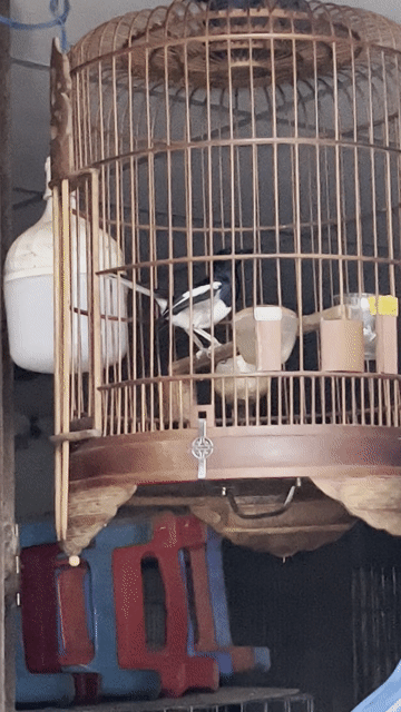 chìa vôi. Mua bán Chim tại Quận Bình Thuỷ Cần Thơ được đăng bởi LêĐưc hình 1