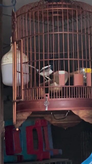 chìa vôi. Mua bán Chim tại Quận Bình Thuỷ Cần Thơ được đăng bởi LêĐưc hình 1