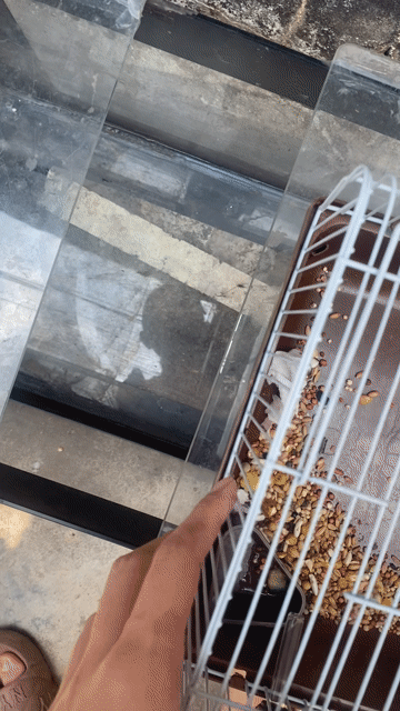 Bể cá kính lớn đã sử dụng. Mua bán Phụ kiện, Thức ăn, Dịch vụ tại Thành phố Thủ Dầu Một Bình Dương được đăng bởi Lua Ng thi hình 1