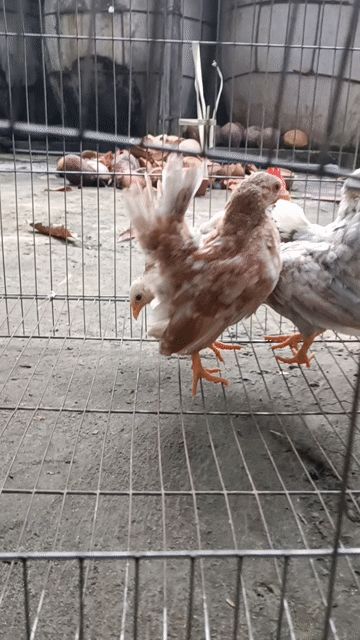 Gà Serama . Mua bán Gà tại Huyện Tam Bình Vĩnh Long được đăng bởi phận hình 1