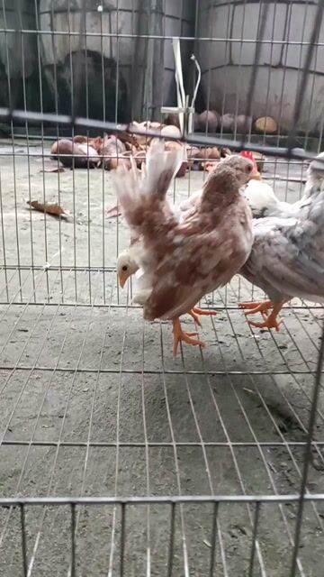 Gà Serama . Mua bán Gà tại Huyện Tam Bình Vĩnh Long được đăng bởi phận hình 1