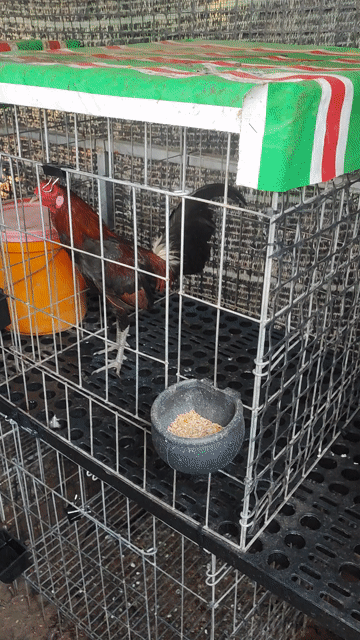 Gà tre . Mua bán Gà tại Huyện Chợ Gạo Tiền Giang được đăng bởi vinh hình 1