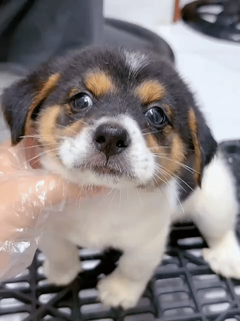 Chó Corgi x nhật 2 tháng tuổi . Mua bán Chó tại Quận Tân Phú Tp Hồ Chí Minh được đăng bởi Minh nguyễn  hình 1