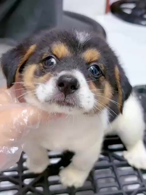 Chó Corgi x nhật 2 tháng tuổi . Mua bán Chó tại Quận Tân Phú Tp Hồ Chí Minh được đăng bởi Minh nguyễn  hình 1