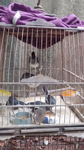 chim chích chòe than non đã biết ăn. Mua bán Chim tại Quận Liên Chiểu Đà Nẵng được đăng bởi Pham Huy11 hình 1