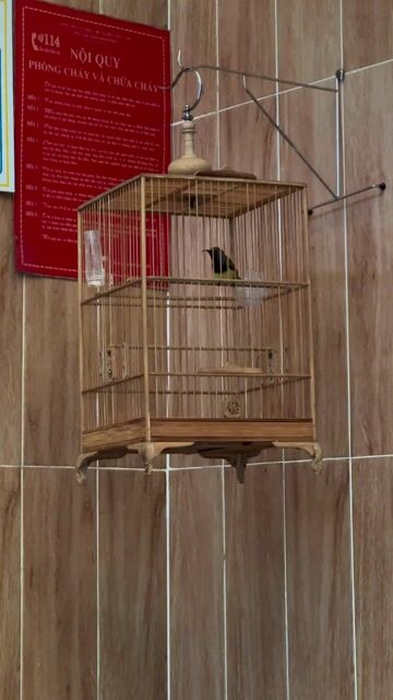 Chim hút mật 2 mùa. Mua bán Chim tại Quận Tân Phú Tp Hồ Chí Minh được đăng bởi Đặng Minh Tài hình 1