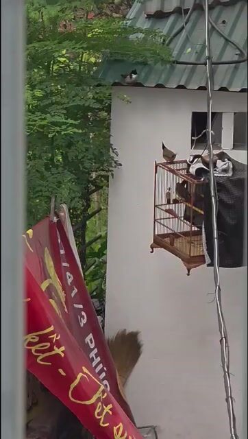 Chim chào mào non trống 2 tháng đã tiêm. Mua bán Chim tại Huyện Gia Lâm Hà Nội được đăng bởi chim cò hình 1