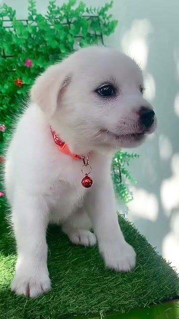 BÉ TRAI NHẬT F SIÊU CƯNG. Mua bán Chó tại Huyện Hóc Môn Tp Hồ Chí Minh được đăng bởi Cún xinh nhà TaDa hình 1