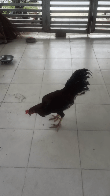 Gà chọi 2k9 Nâu đỏ. Mua bán Gà tại Huyện Bình Chánh Tp Hồ Chí Minh được đăng bởi minhduc la hình 1