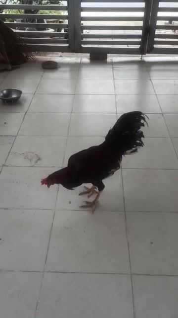 Gà chọi 2k9 Nâu đỏ. Mua bán Gà tại Huyện Bình Chánh Tp Hồ Chí Minh được đăng bởi minhduc la hình 1