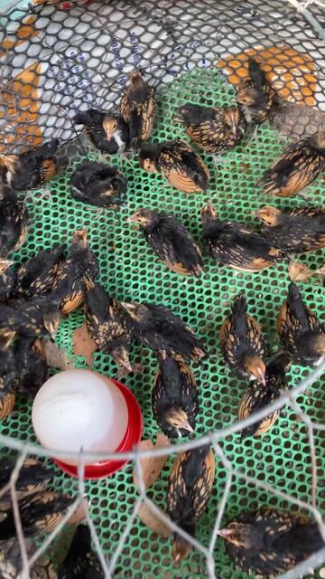 Gà Vảy cá đồng Đen vàng (1 cặp). Mua bán Gà tại Huyện Cần Đước Long An được đăng bởi serama Long An hình 1