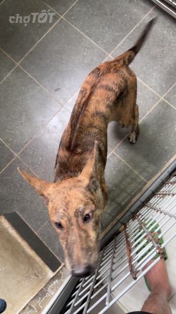 Chó Phú Quốc đực vện 4 tháng. Mua bán Chó tại Quận 12 Tp Hồ Chí Minh được đăng bởi QB SHOP PETS hình 1