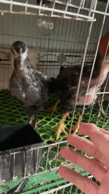 Gà tre 2 tháng 300-350 gram. Mua bán Gà tại Thành phố Thuận An Bình Dương được đăng bởi Hồng phát68 hình 1