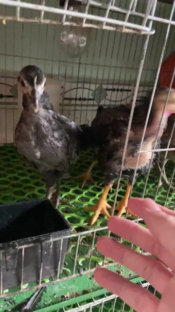 Gà tre 2 tháng 300-350 gram. Mua bán Gà tại Thành phố Thuận An Bình Dương được đăng bởi Hồng phát68 hình 1