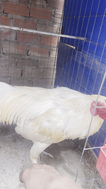 Gà Thái Mỹ 3kg Trắng. Mua bán Gà tại Thành phố Biên Hòa Đồng Nai được đăng bởi mint hình 1