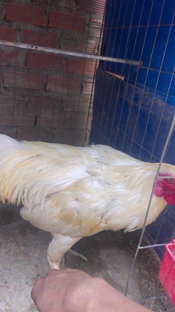 Gà Thái Mỹ 3kg Trắng. Mua bán Gà tại Thành phố Biên Hòa Đồng Nai được đăng bởi mint hình 1