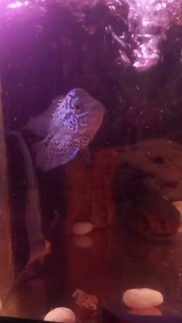 Cá La Hán Kamfa 2 Xanh Khỏe mạnh. Mua bán Thú cưng khác tại Huyện Bình Chánh Tp Hồ Chí Minh được đăng bởi Pé Vỹ hình 1