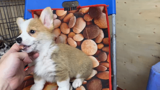 BÁN CHÓ CORGI TẠI HÀ NỘI. Mua bán Chó tại Quận Đống Đa Hà Nội được đăng bởi Tùng Lâm corgi hình 1