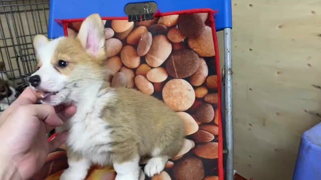 cún Hello corgi baby. Mua bán Chó tại Quận Đống Đa Hà Nội được đăng bởi Tùng Lâm corgi hình 1