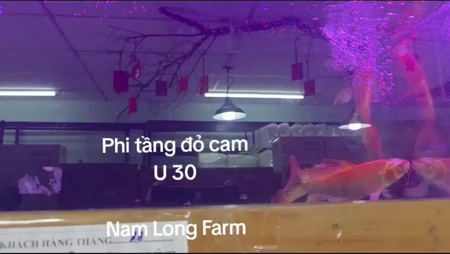 Chép phi tầng đỏ cam_hoa anh đào_25cm_vây_đuôi to. Mua bán Thú cưng khác tại Quận Bình Tân Tp Hồ Chí Minh được đăng bởi Nam Long Farm hình 1