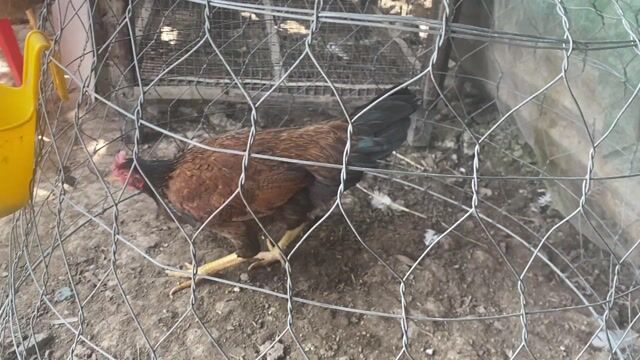 Gà mái điều 1kg8. Mua bán Gà tại Huyện Vĩnh Thạnh Cần Thơ được đăng bởi Trại Gà Cần Thơ hình 1