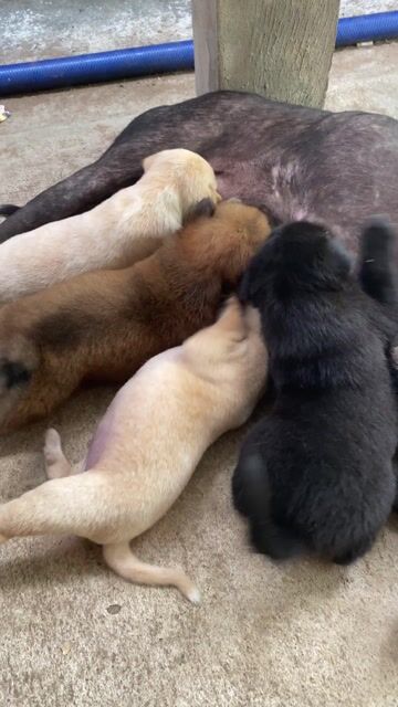 Chó cỏ đen xù. Mua bán Chó tại Huyện Mỏ Cày Nam Bến Tre được đăng bởi Bao Nguyen hình 1