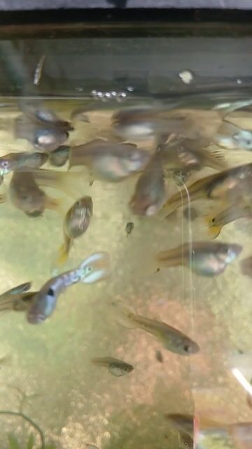 Cá cảnh Cá Tiger màu Vàng. Mua bán Thú cưng khác tại Thành phố Thủ Đức Tp Hồ Chí Minh được đăng bởi LH Fish hình 1