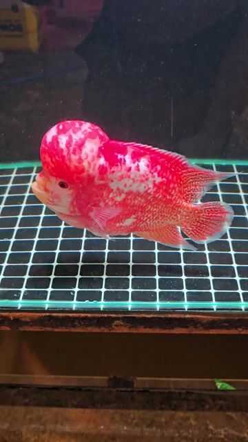 Cá La Hán Đỏ trắng 5 ngón. Mua bán Thú cưng khác tại Thành phố Thủ Đức Tp Hồ Chí Minh được đăng bởi Leanhkhuong  hình 1