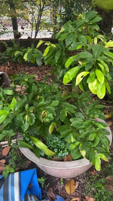 Mai ghép Giảo cam Cát Tường Vàng. Mua bán Cây cảnh, đồ trang trí tại Huyện Củ Chi Tp Hồ Chí Minh được đăng bởi Đồng hình 1