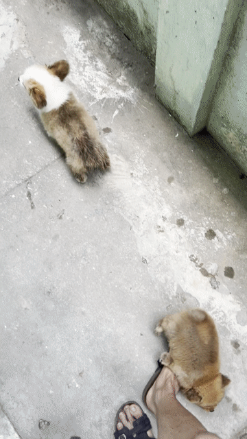 Chó Fox sóc đực cái 2.5 tháng. Mua bán Chó tại Quận Liên Chiểu Đà Nẵng được đăng bởi Phùng Phương Thùy hình 1