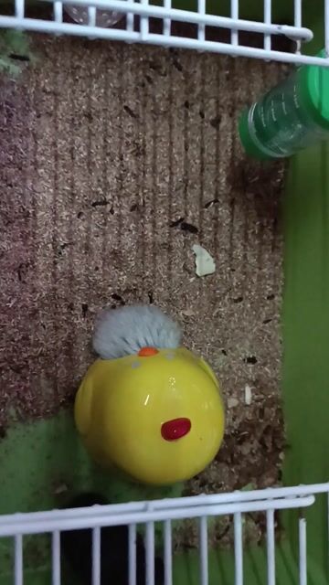 Hamster bear đực cái, 200k/1 con, 300k/1 cặp. Mua bán Thú cưng khác tại Quận Gò Vấp Tp Hồ Chí Minh được đăng bởi Ivan hình 1