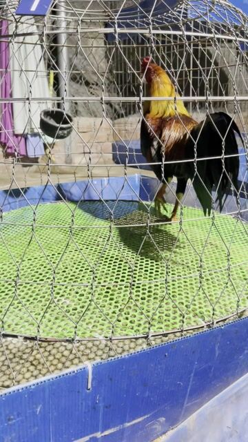 Gà chọi trống chân xanh 2.7kg khỏe mạnh. Mua bán Gà tại Thị xã Vĩnh Châu Sóc Trăng được đăng bởi FARM Thiện Sóc Trăng  hình 1