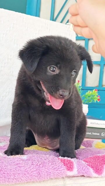 Gái Nhật F xin chào sen dễ thương😚😚😚. Mua bán Chó tại Huyện Hóc Môn Tp Hồ Chí Minh được đăng bởi Smile Pet hình 1