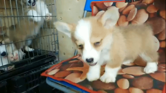 (D) CORGI XINH LẮM ACE ƠI ! ĐÓN CÚN .HỨA SẼ NGOAN. Mua bán Chó tại Quận Hải Châu Đà Nẵng được đăng bởi Tùng Lâm corgi hình 1